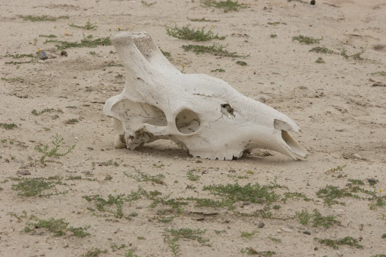 the animal's skull is still intact on the beach