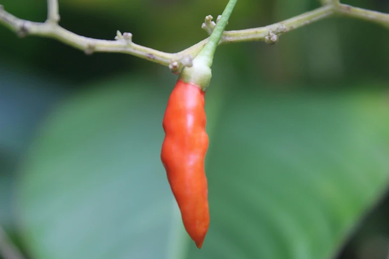 a chili plant with a red  pepper hanging from the end of it