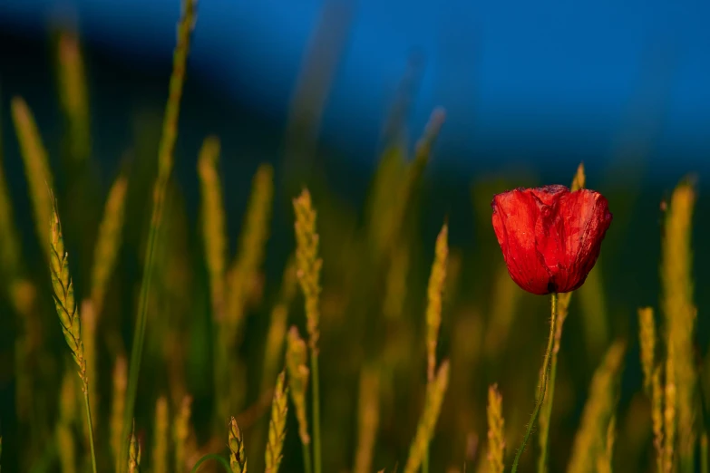 a bright red flower in a very green grassy field