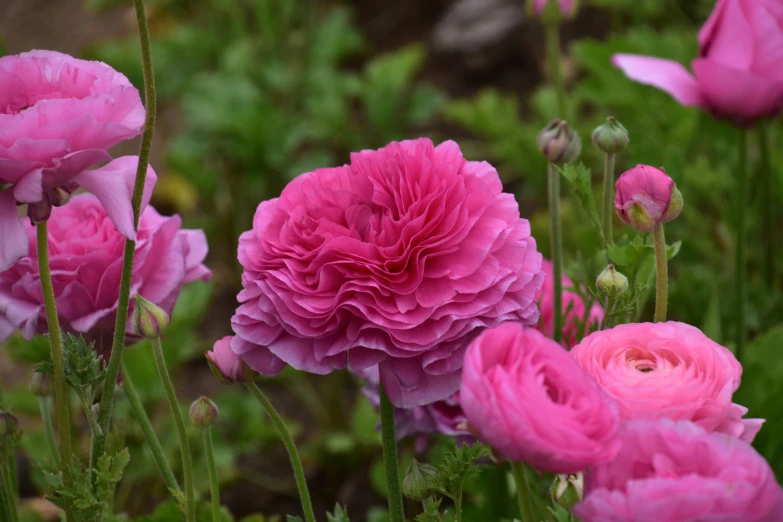 the pink flowers are blooming in a green field