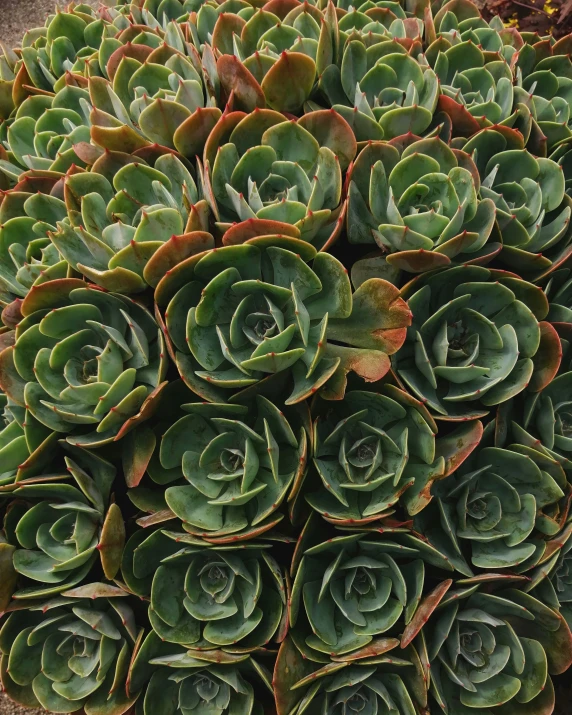 a large bunch of green plants with lots of leaves