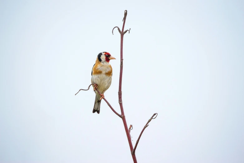 two birds perched on top of a tree nch