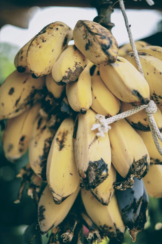 some bananas are hanging from a rope