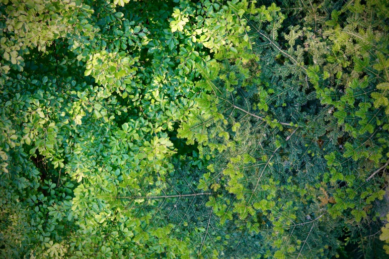 some trees with very tall green leaves