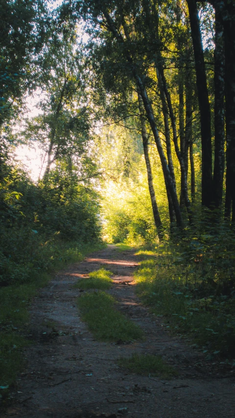 a country path through an orchard with a trail leading away