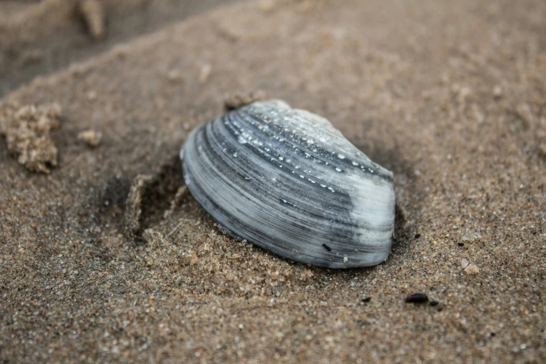there is a sea shell lying on the sand