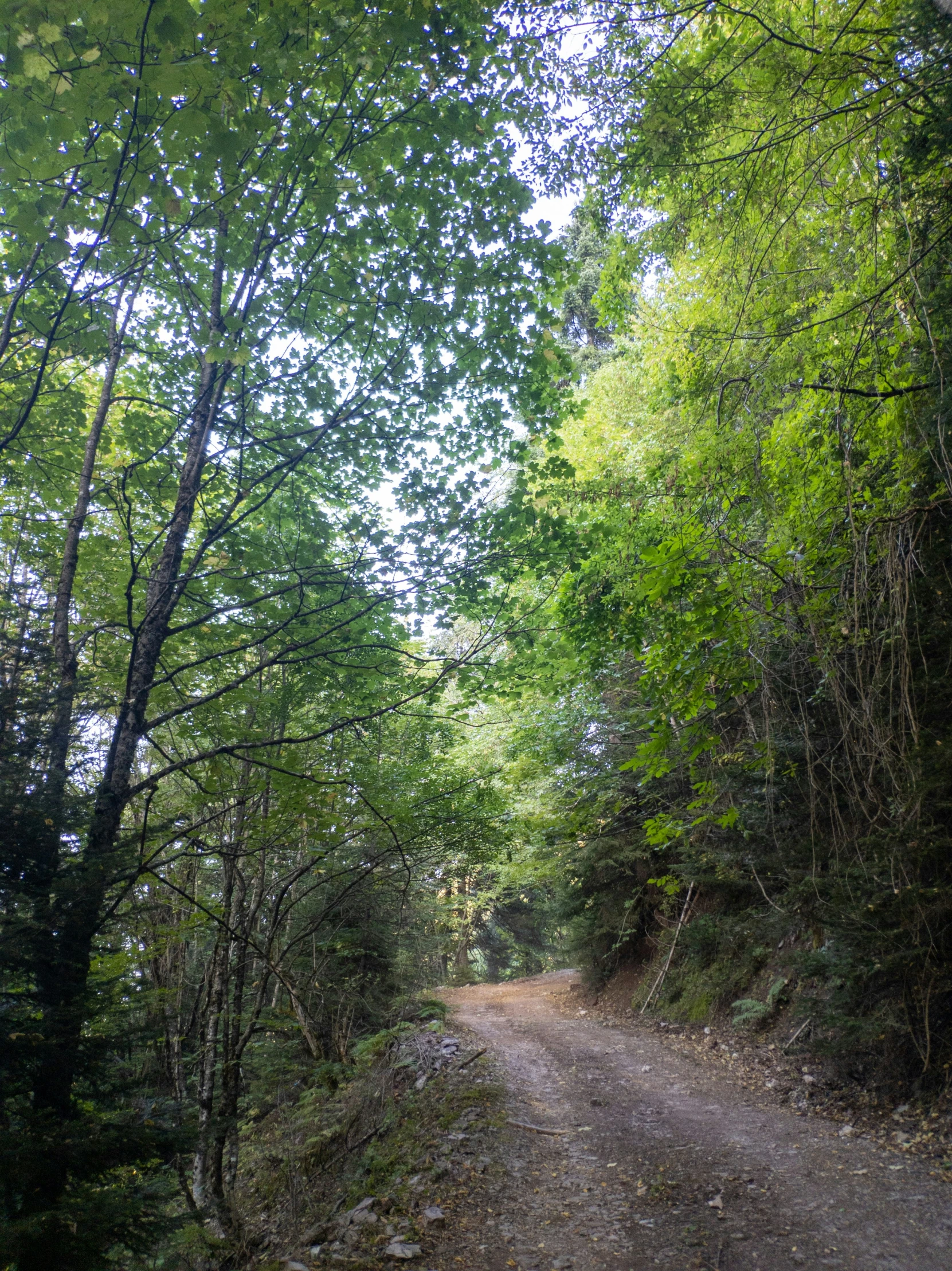 a dirt road is surrounded by some trees