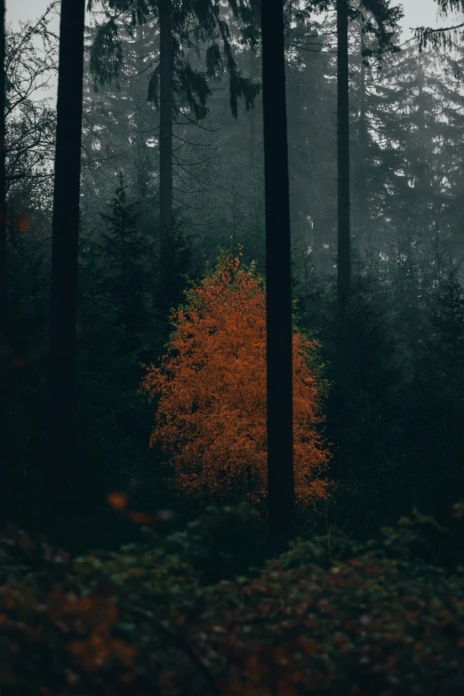 some trees are surrounded by some thick brush