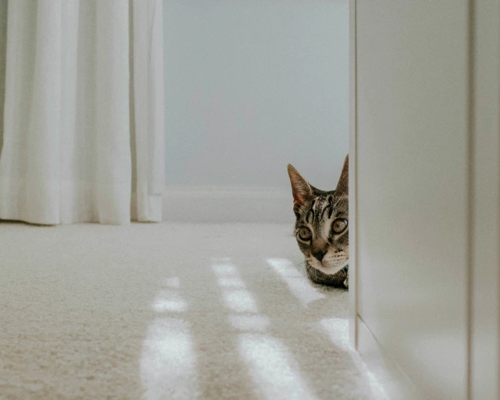 a cat peeking out of a small doorway