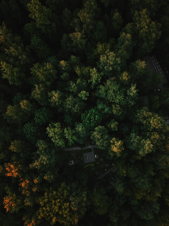 an aerial view of some tall trees