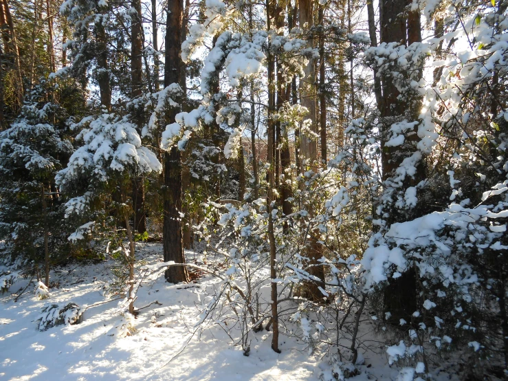 some very snowy woods trees and snow