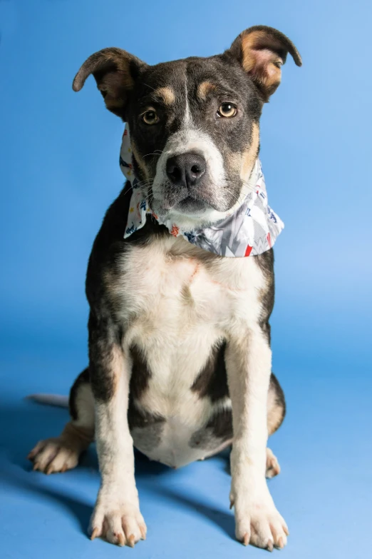 a dog is posing with the blue background