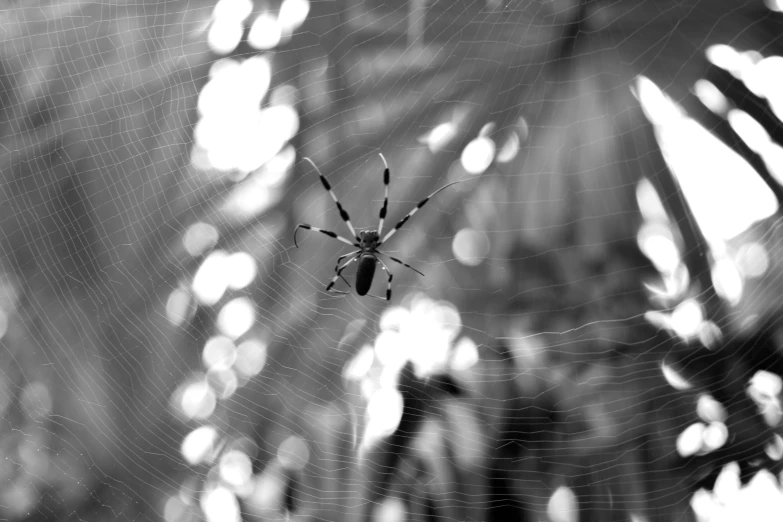 a spider with some droplets on its web