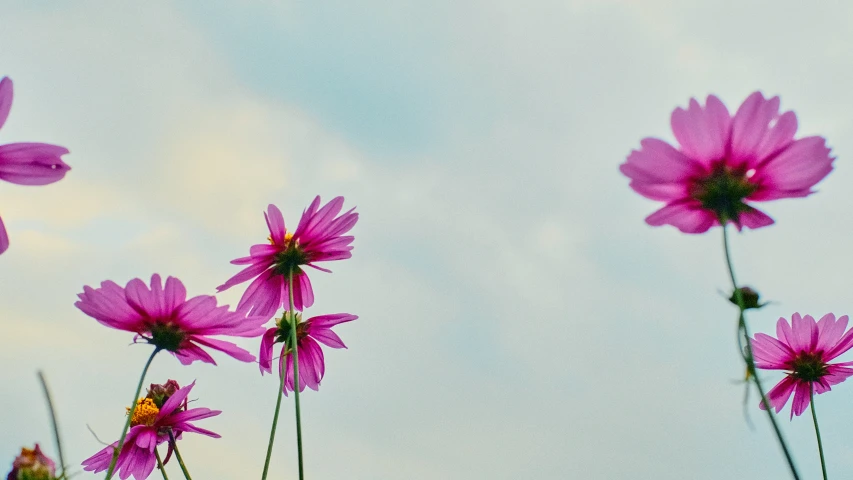 purple flowers with a white sky in the background