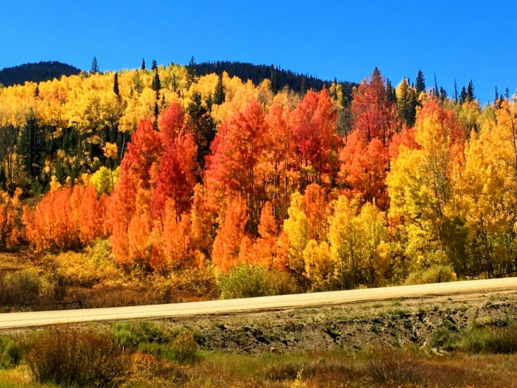 an autumn landscape with trees changing colors