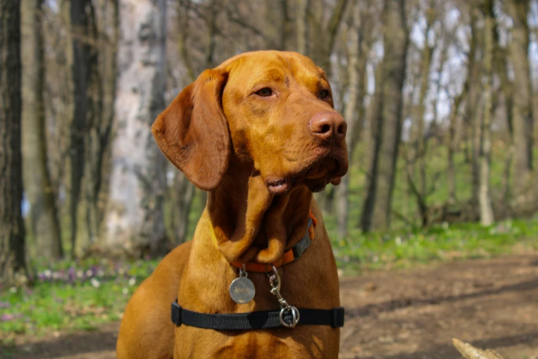 a brown dog sitting next to a forest filled with trees