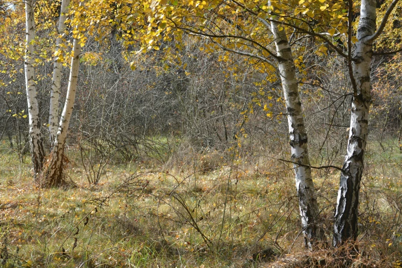 some trees and grass and many yellow leaves