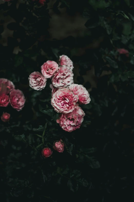 several small pink roses grow next to each other