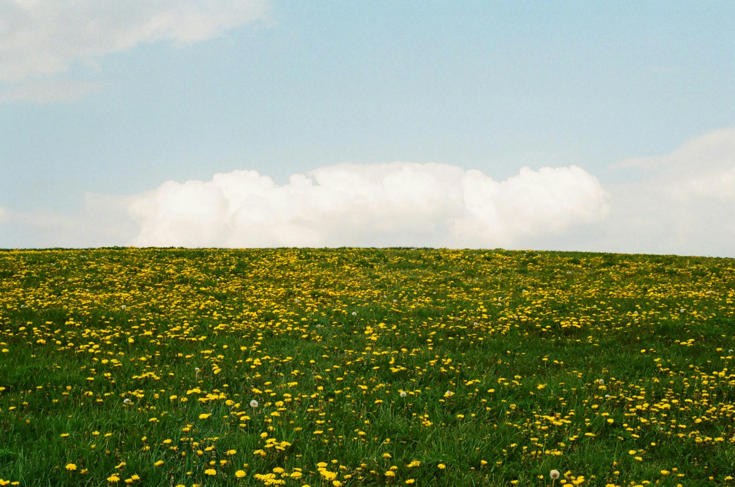 field of grass and flowers with a blue sky in the background