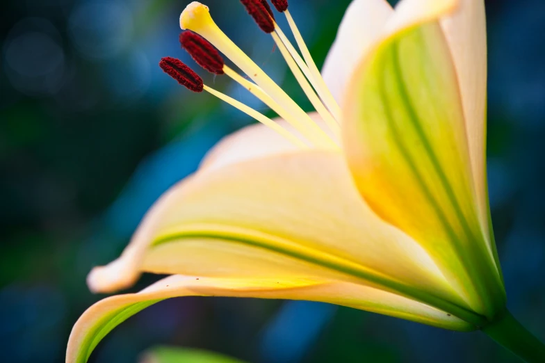 a yellow flower with three petals close up