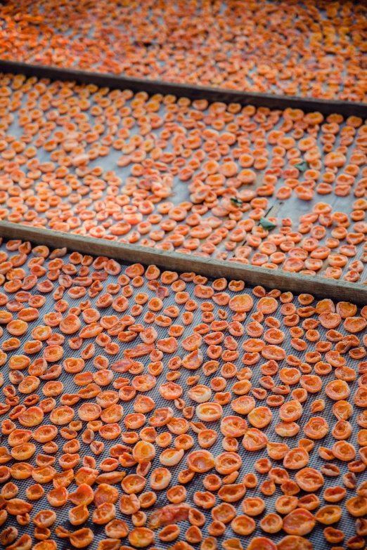 lots of orange frilles sitting on top of a metal sheet