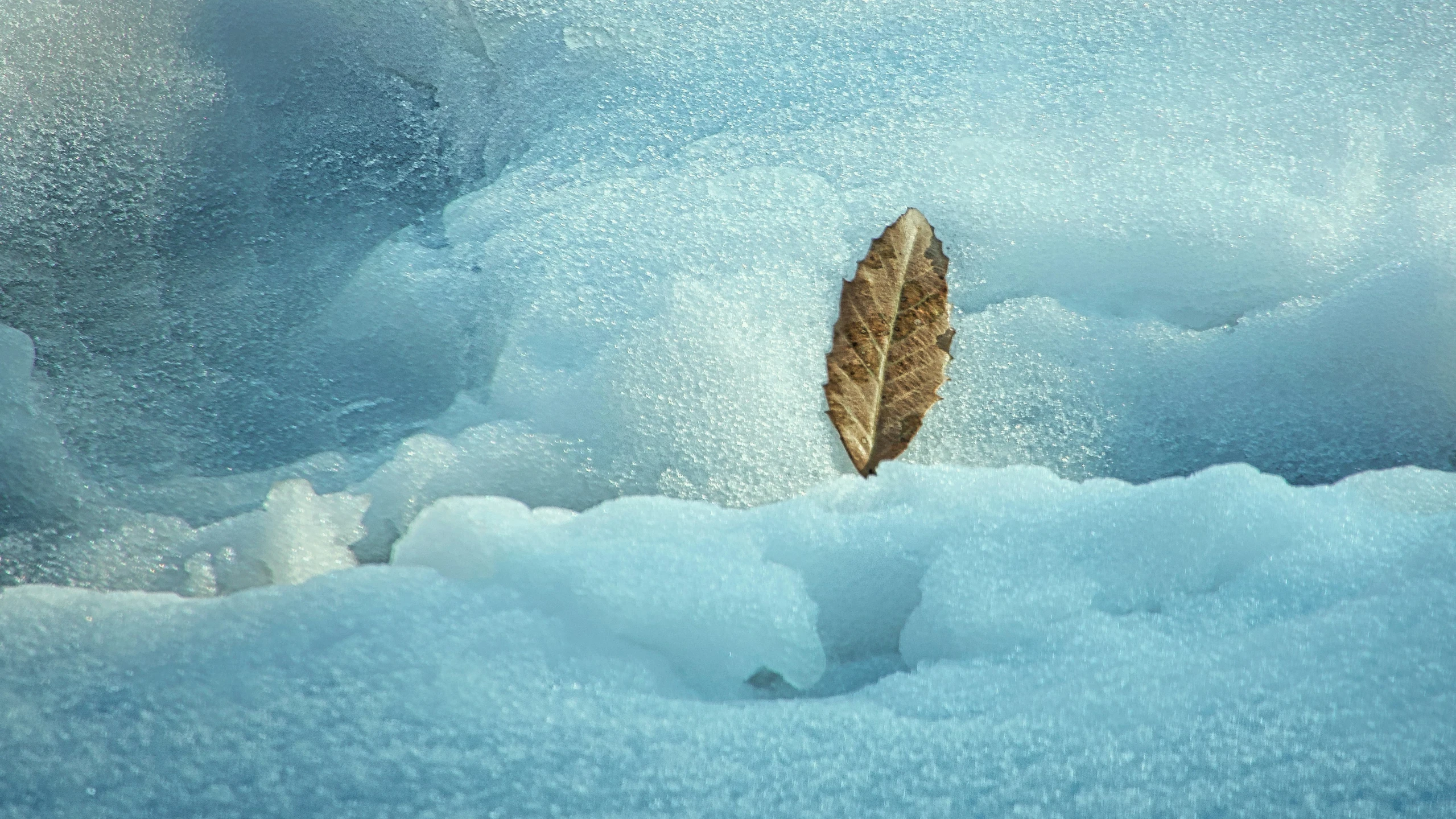 a lone leaf floating over a patch of ice