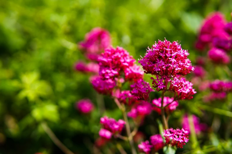 pink flowers growing in the middle of a garden