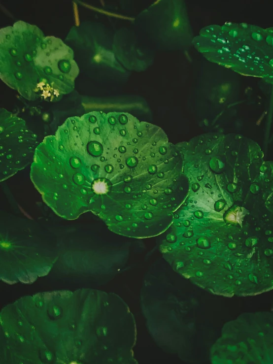 a green plant with water drops on the leaves