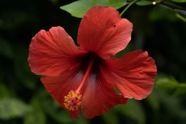 a very pretty red flower with some green leaves