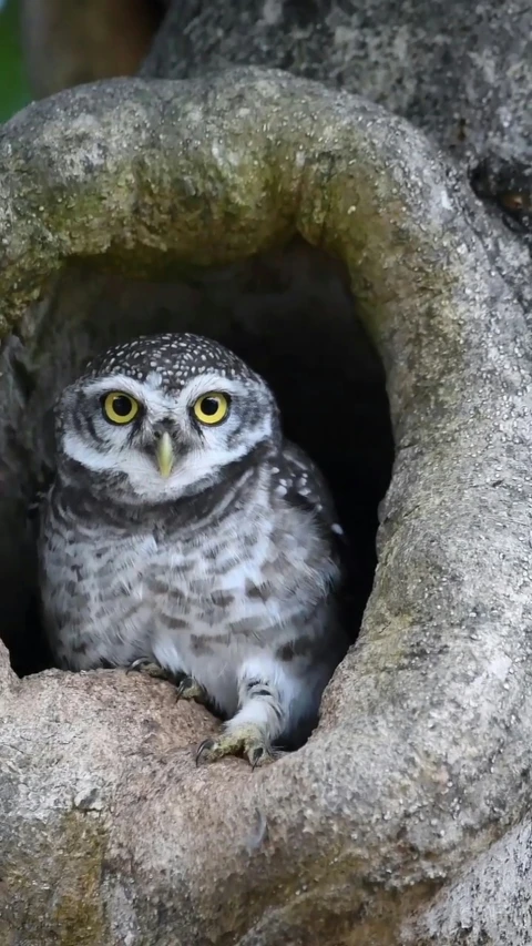 an owl sitting on a tree stump in a hole