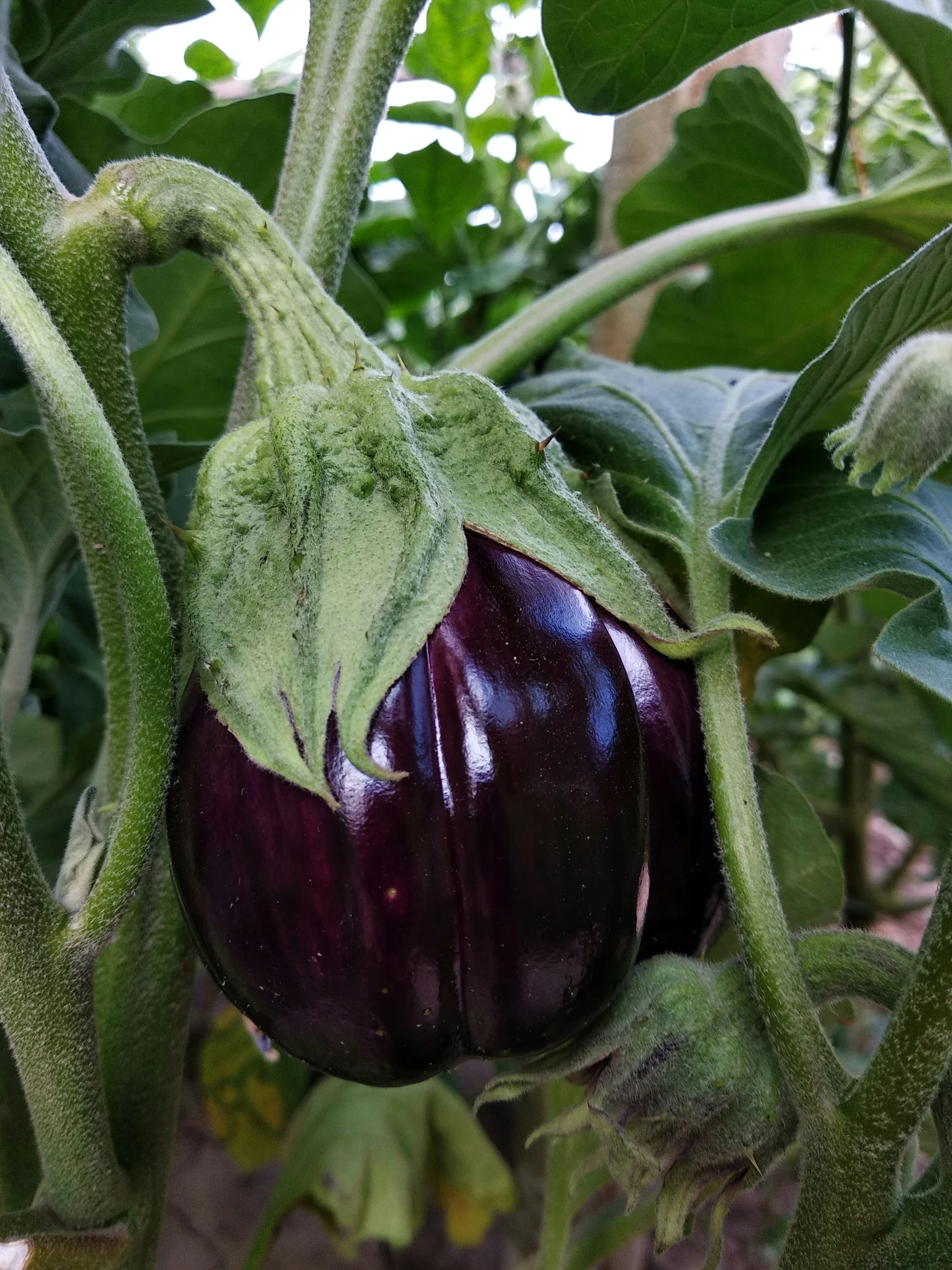 a large purple eggplant sitting on top of green leaves