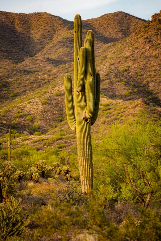 cactus plants stand tall amongst green bushes and hills