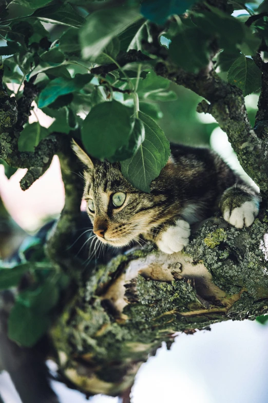 the cat is on the nch under the tree