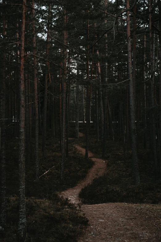 the pathway in the woods leading to the distant place