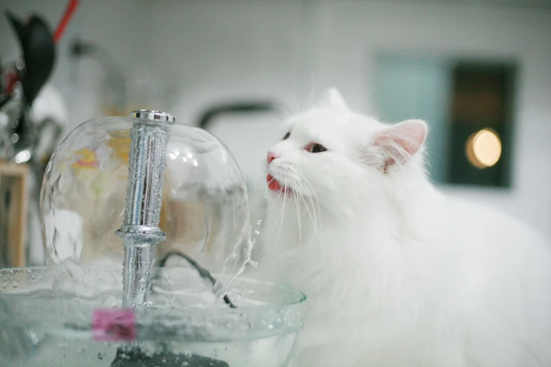 the white cat is drinking from a clear bowl