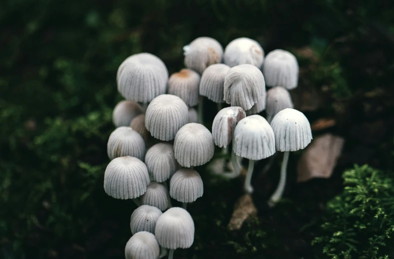 a bunch of little white mushrooms in a field