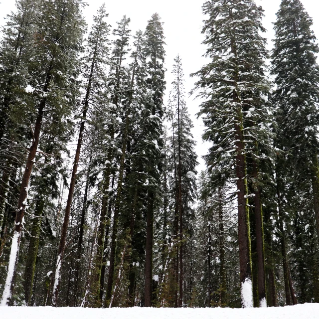 many tall trees and one snow boarder is standing in the snow