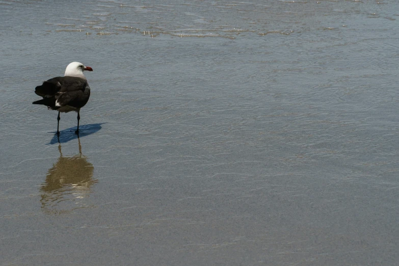 a sea bird with one leg extended on the edge of the water