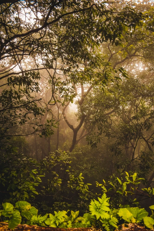 a lush green forest filled with lots of trees