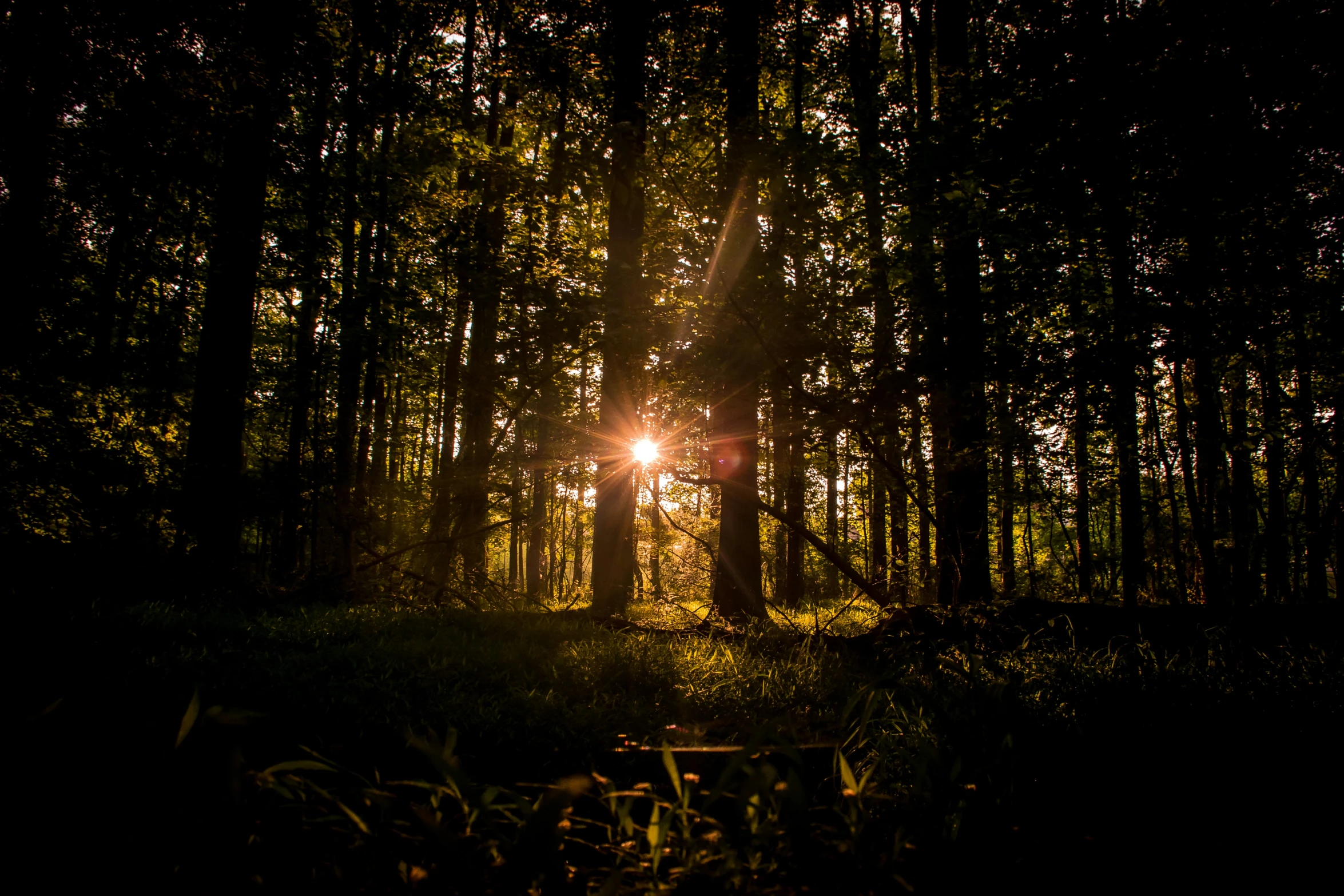 the sun's rays are shining through the trees