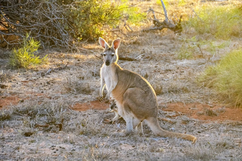 a couple of kangaroos are standing near some shrubs