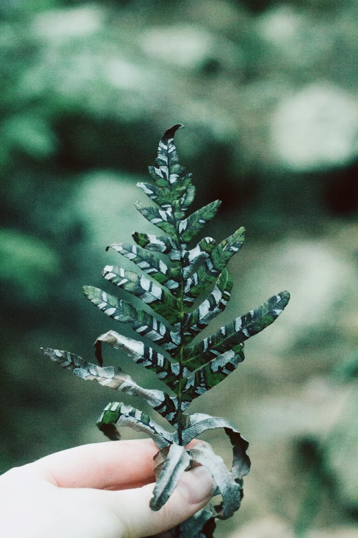 a person holds out their hand with a small, green pine tree