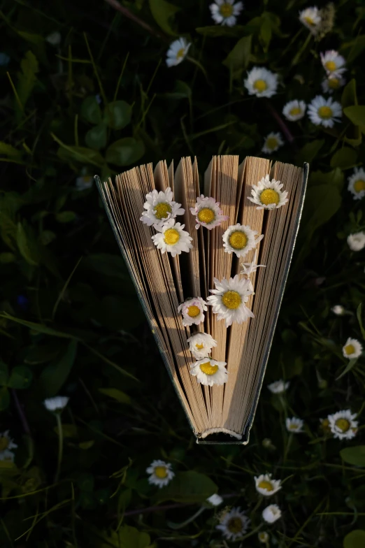 book with daisies and long leaves resting on ground