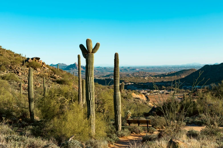 a cactus is standing tall among the tall green shrubs