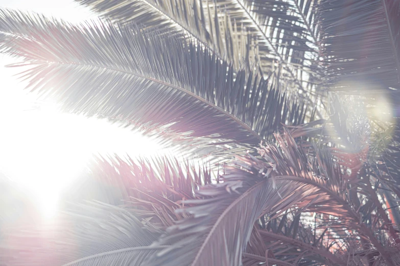 a couple of leafy palm trees are seen through the camera