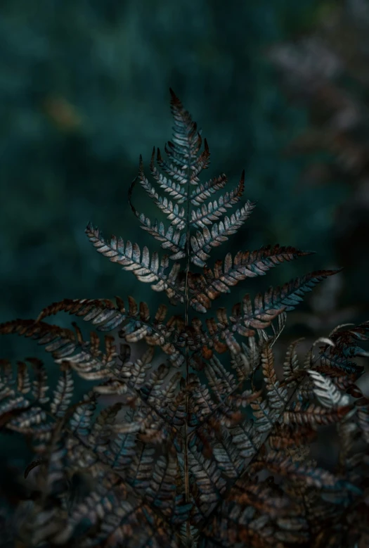 a green fern sits next to some bushes