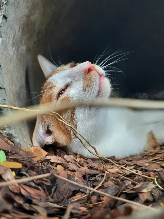 an orange and white cat is in a hole