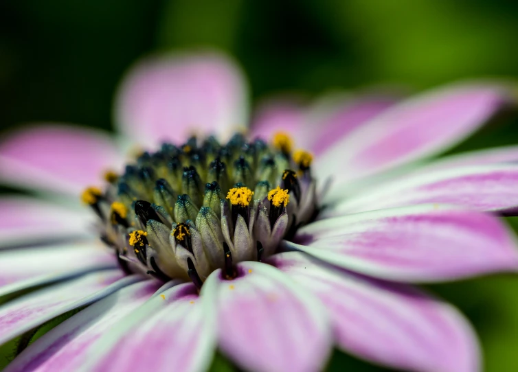 some pretty pink and yellow flowers with a lot of petals