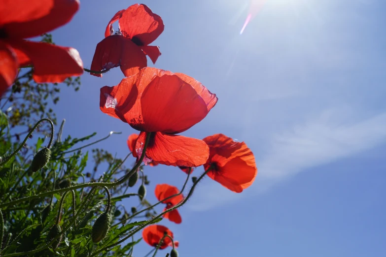 bright red poppies stand tall in the sun