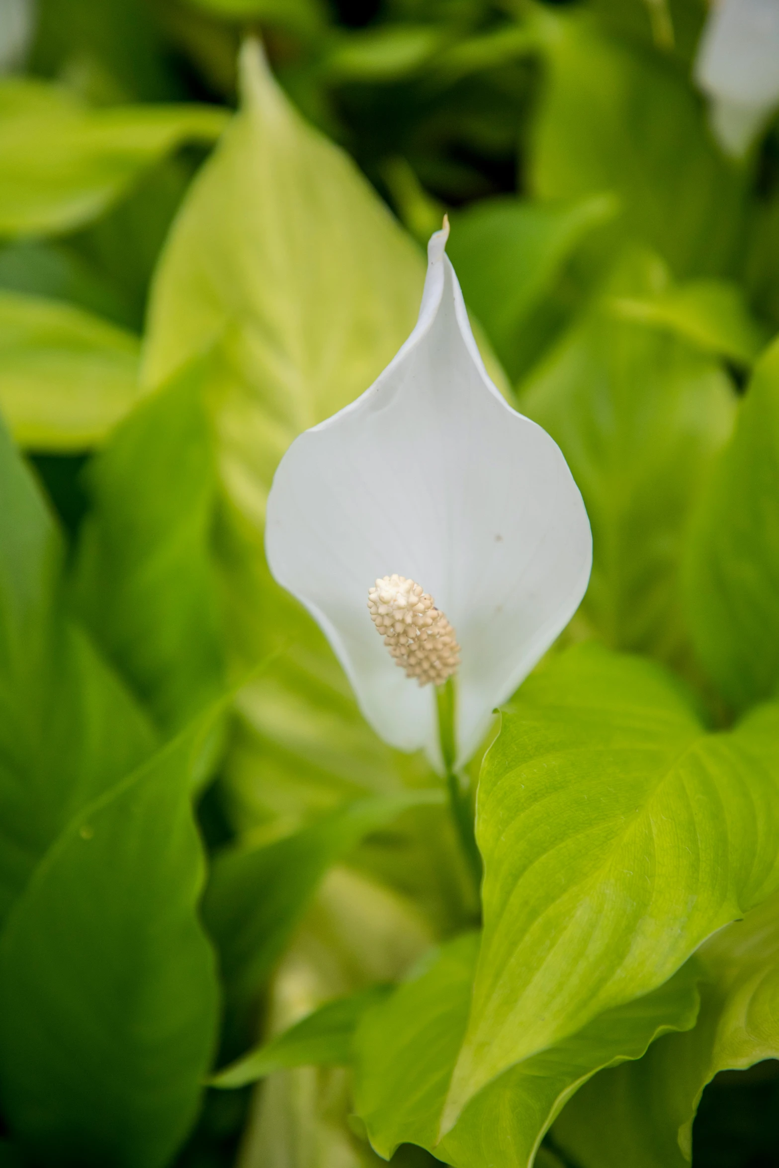 a white flower is in front of some green leaves